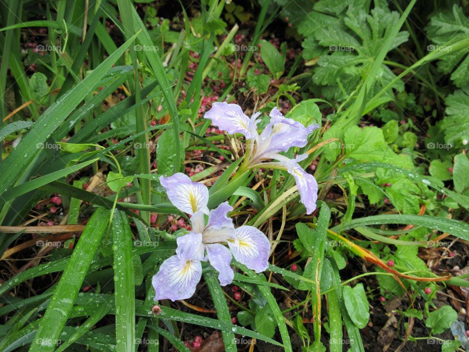 iris blooms
