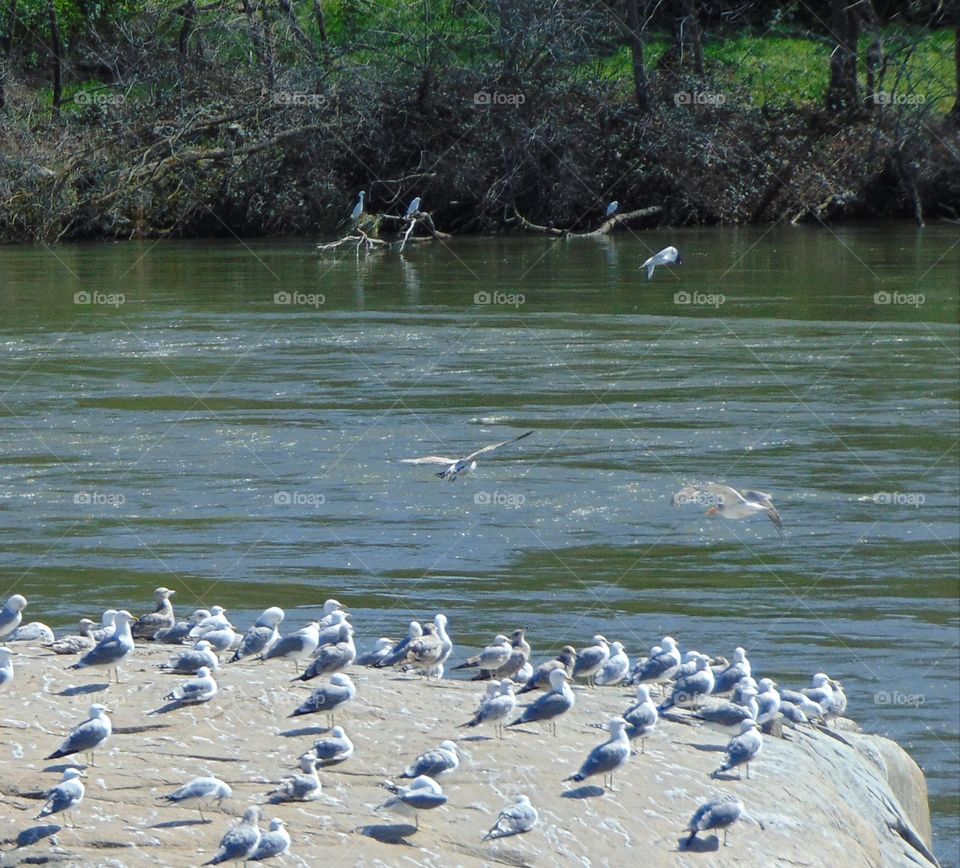 Bird Island in middle of a river in the city of Folsom