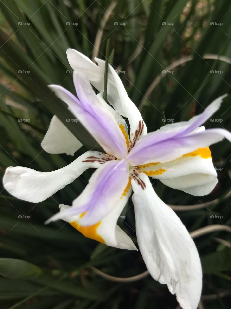 white, Orange and violet Flower