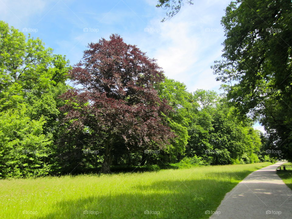 Tree, Landscape, Nature, Leaf, Summer