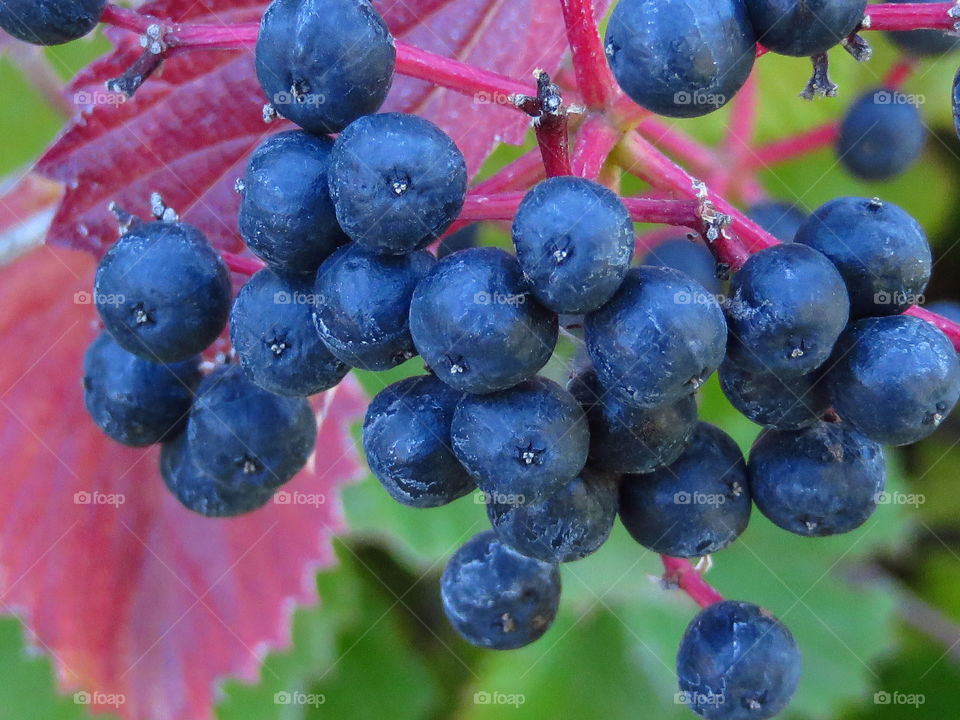 Blueberries growing on tree