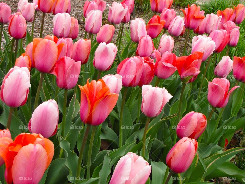 Tulips