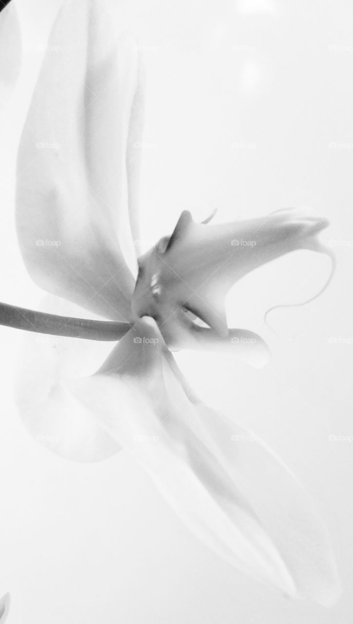 orchid