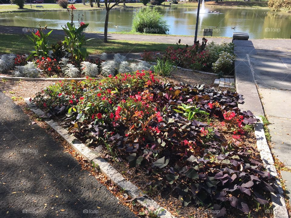 Flowers in the park 