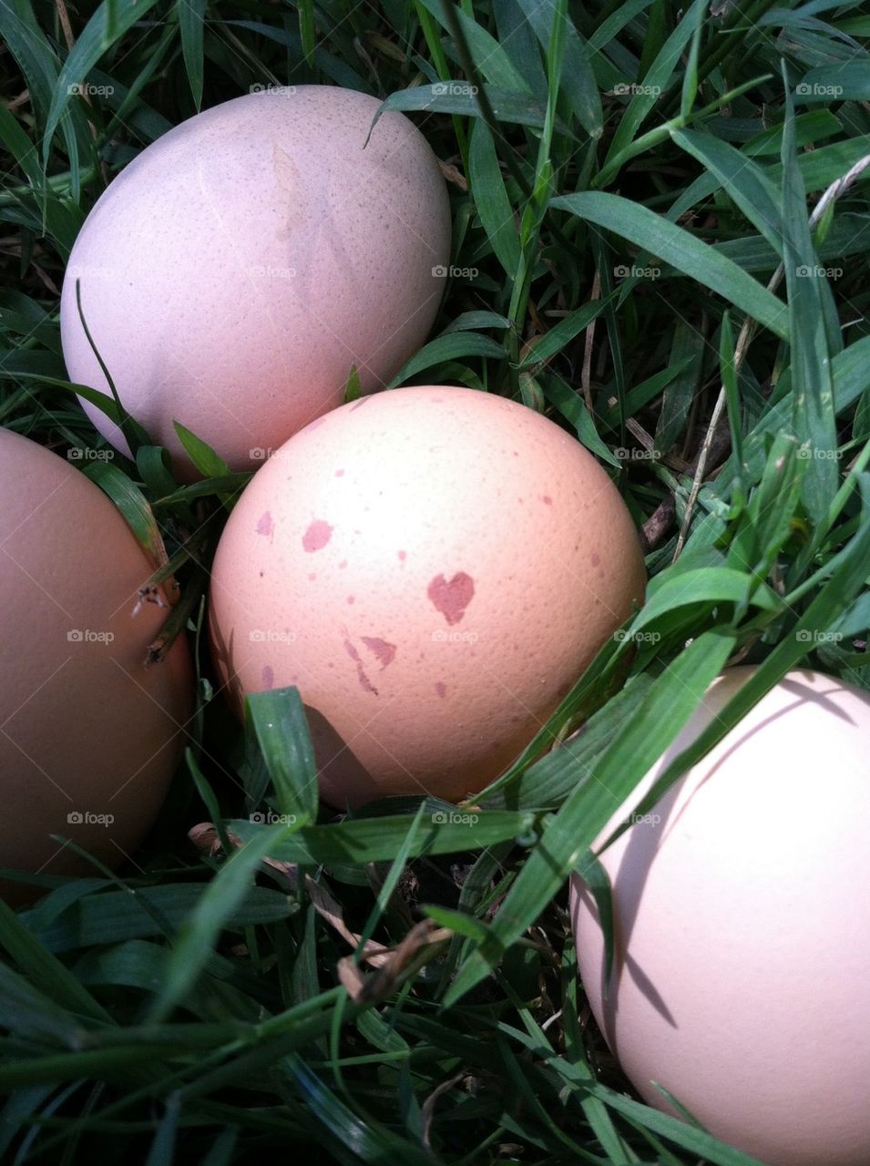 An Egg with Heart