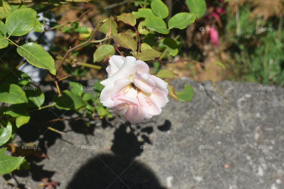 Someone is hiding between the petals