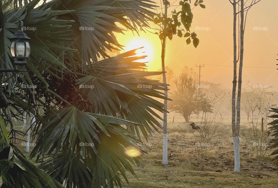 Sunrise in farm