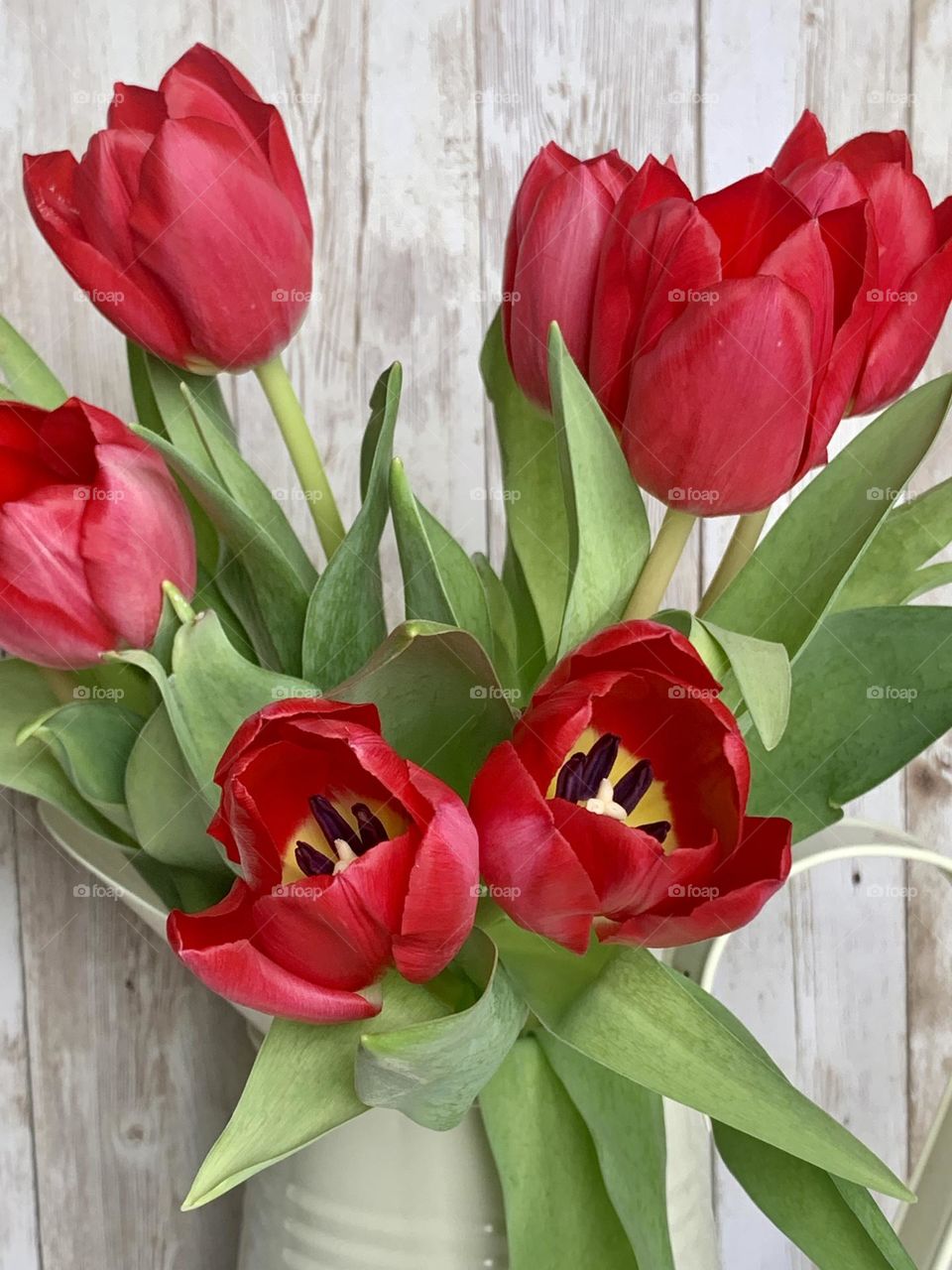 A bunch of red tulips in a cream milk jug, against a pale wooden background 