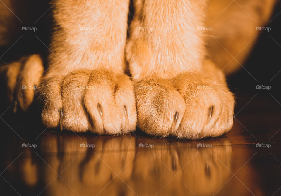 Cat’s paws on the floor 