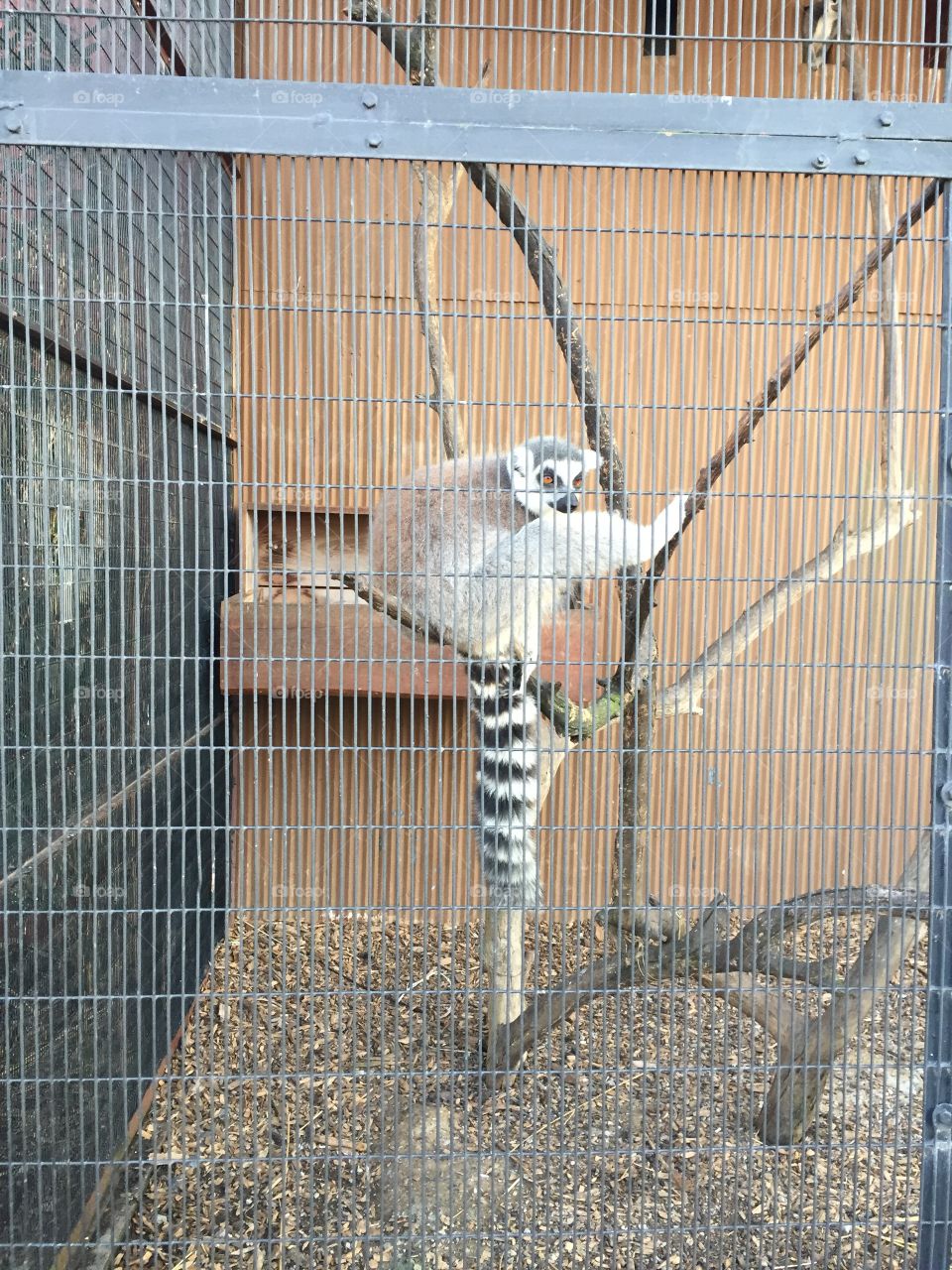 Lemur 