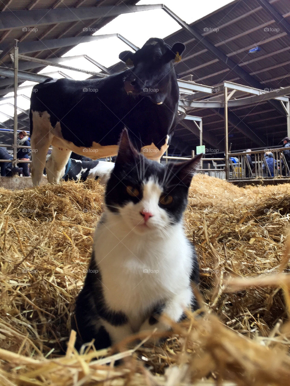 Cat n' cow
