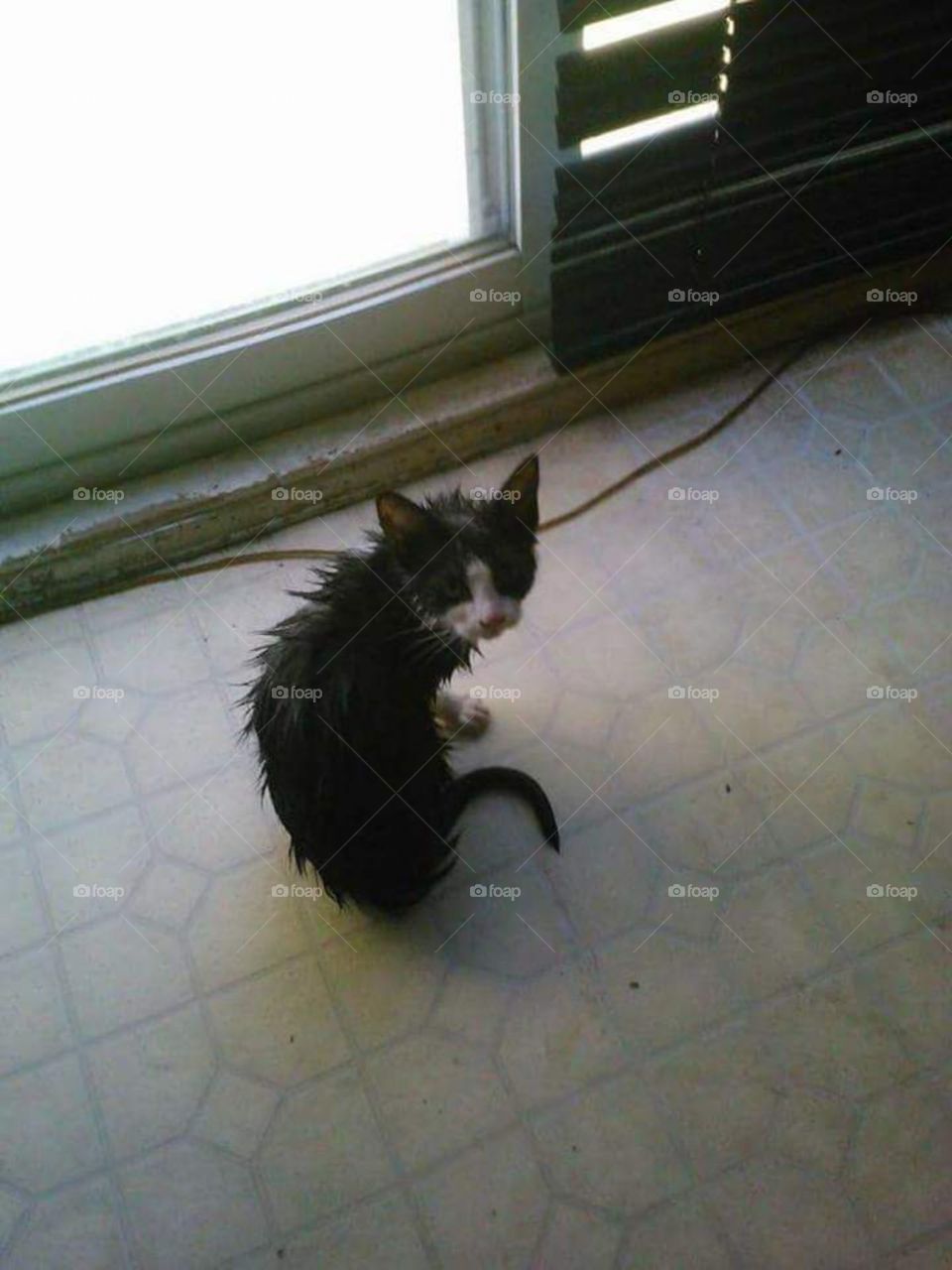 wet kitty sad kitty