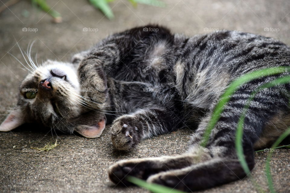 Lazy cat wanting his belly rubs