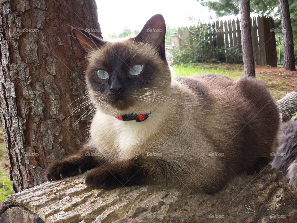 Isabel the Siamese cat