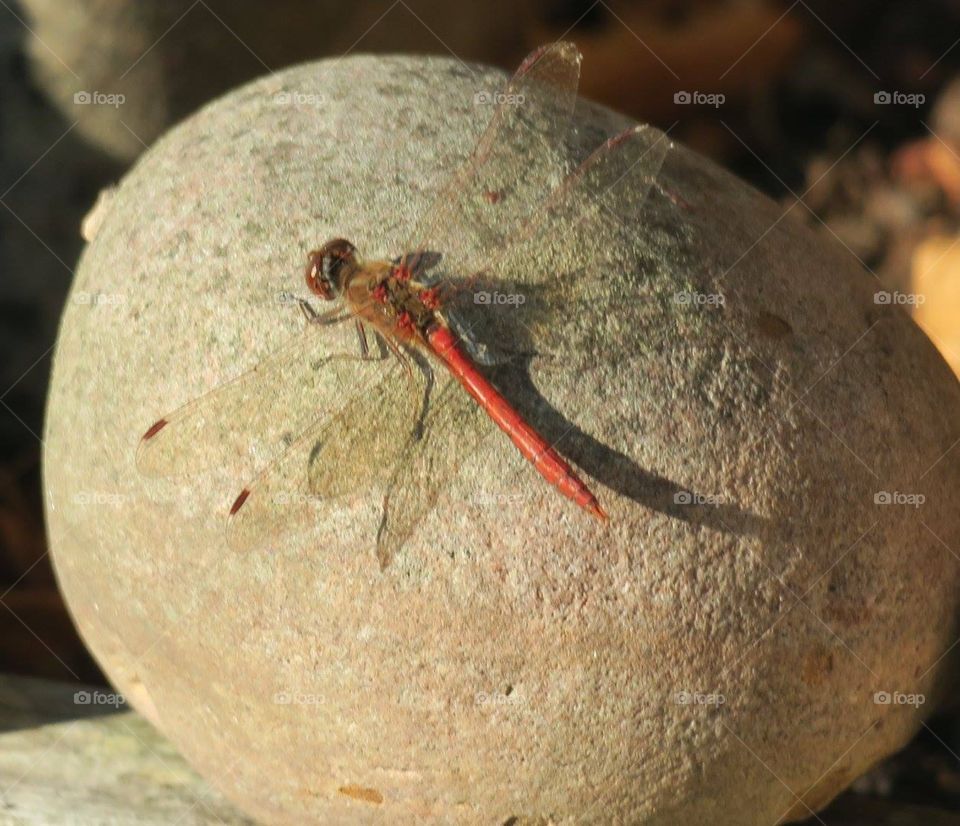 Colourful insect