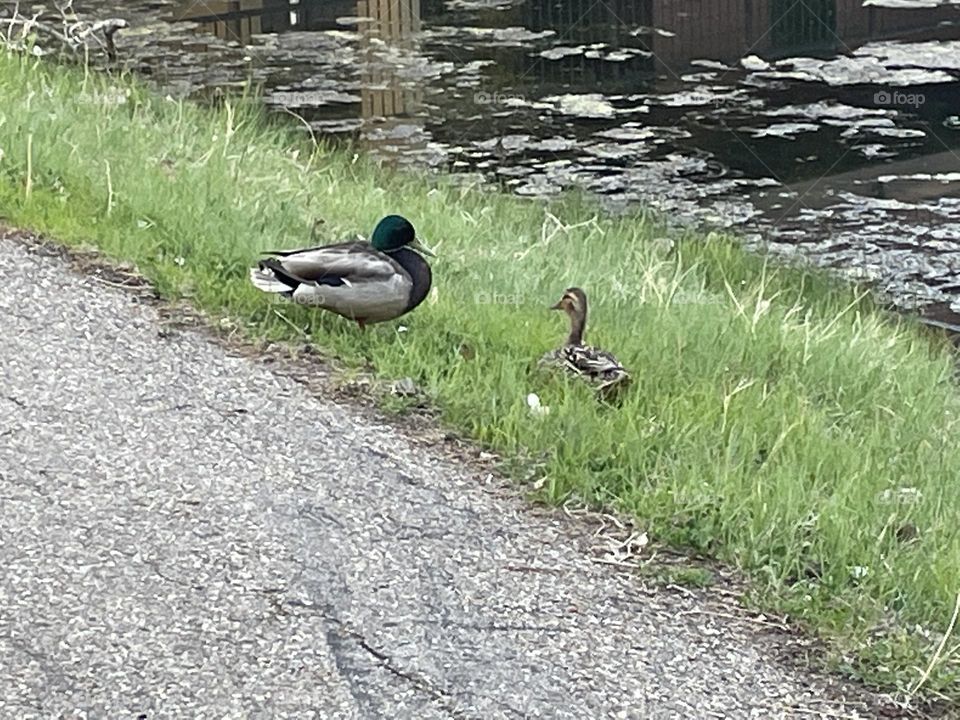 “Come here often”, the one duck sayes to the other