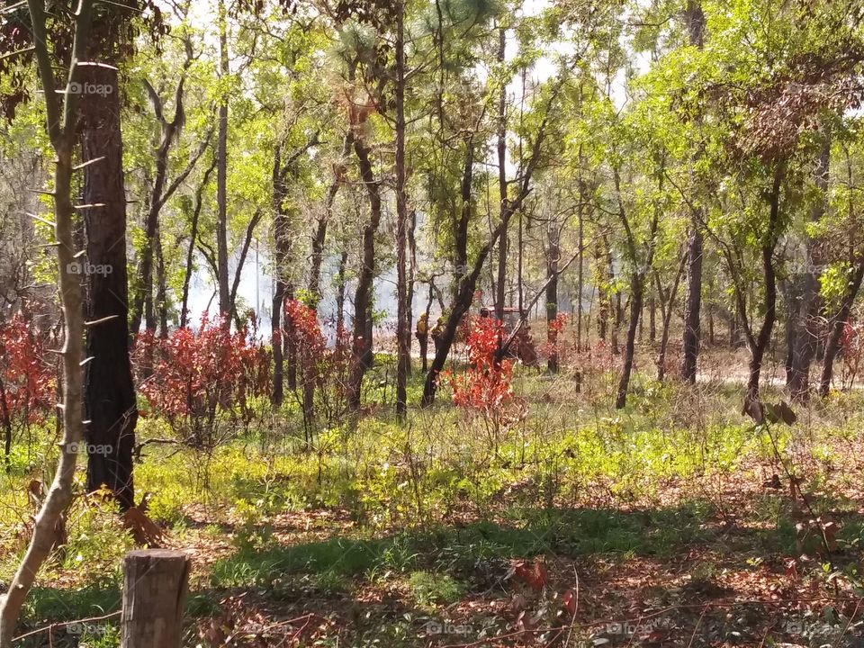 Starting A Controlled Burn