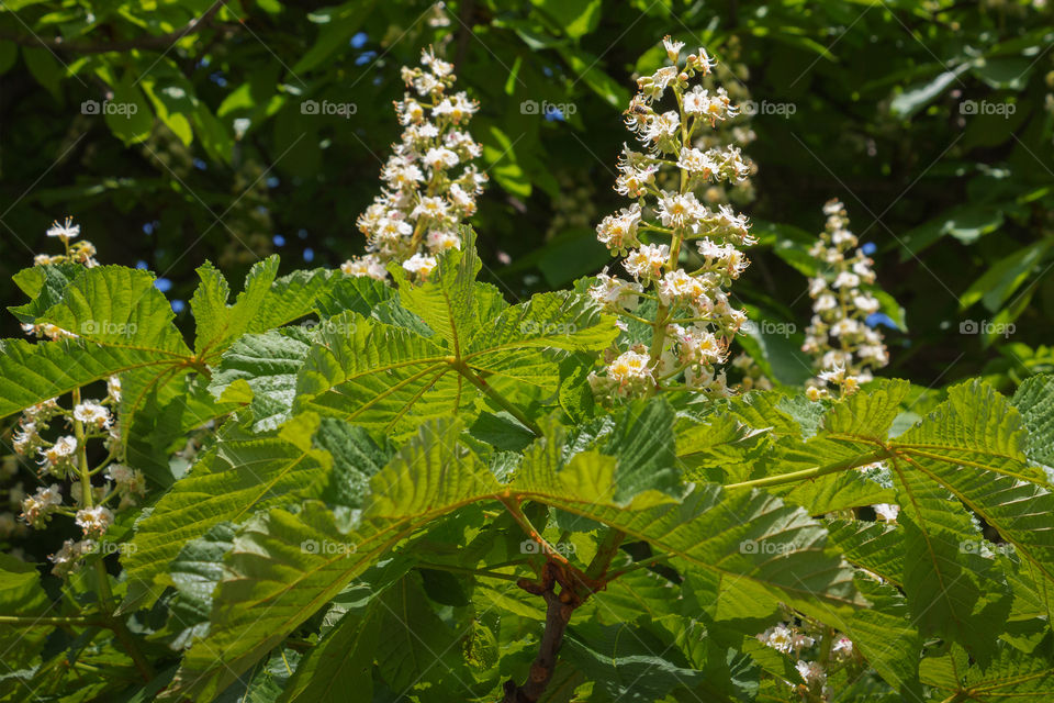 Beautiful flowers and leaves of European chestnut (Aesculus hippocastanum)
