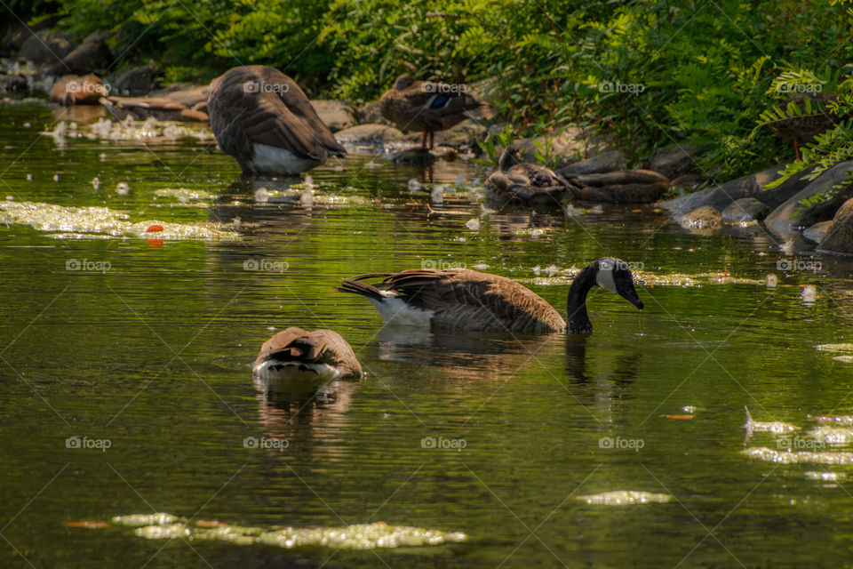 Ducks swimming peacefully 