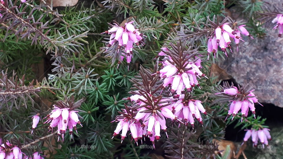 Early spring growth.