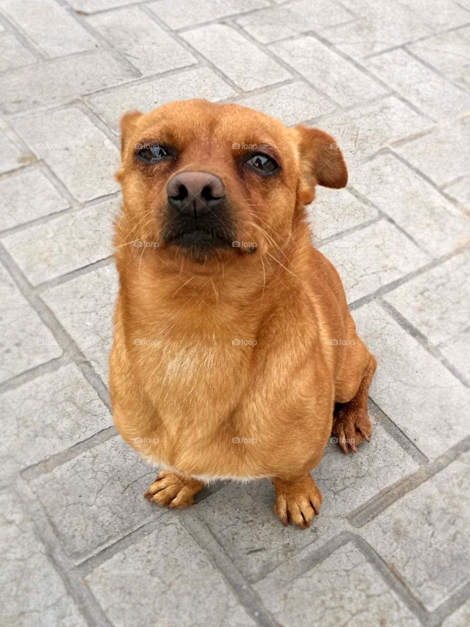 A small dog sitting on the floor