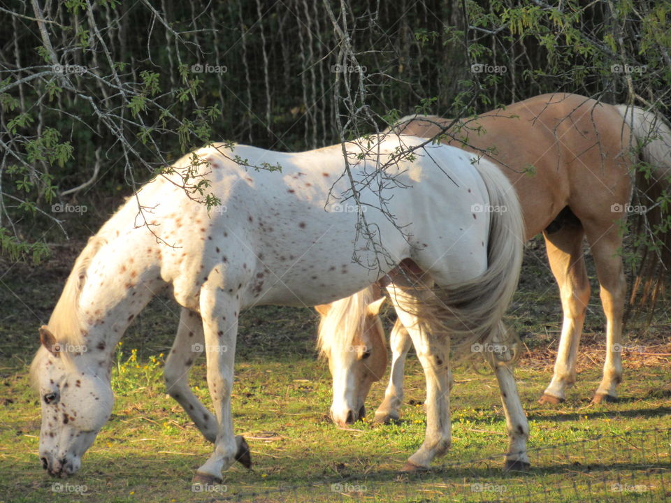 Stallions grazing in the pasture