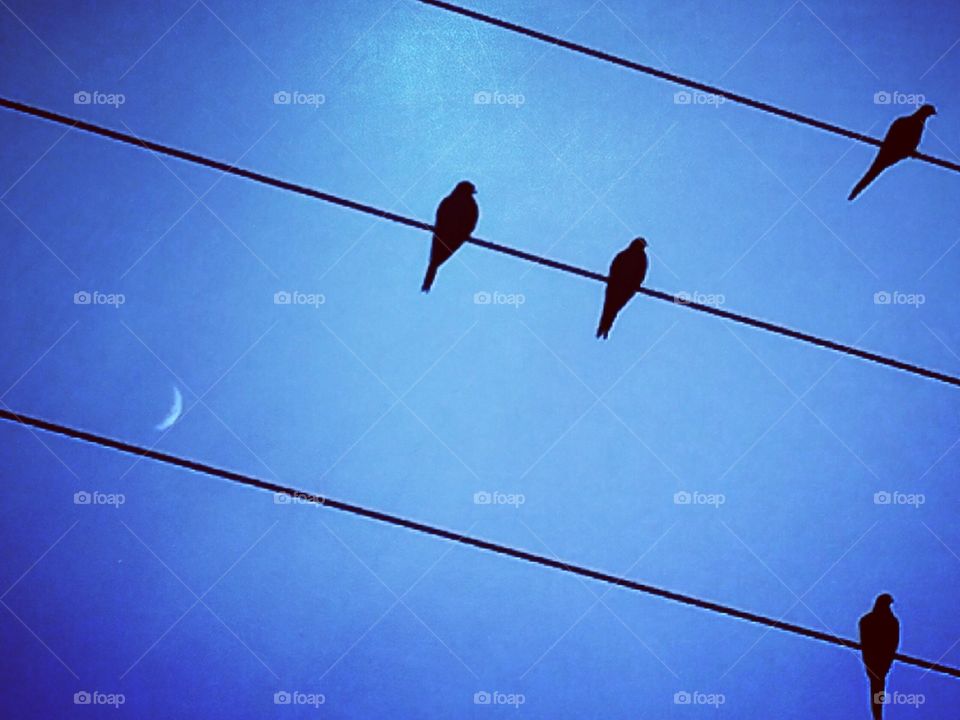 Silhouette of birds perched on wires