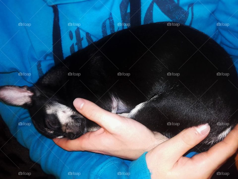 A young chihauhau sleep and smile between the arms