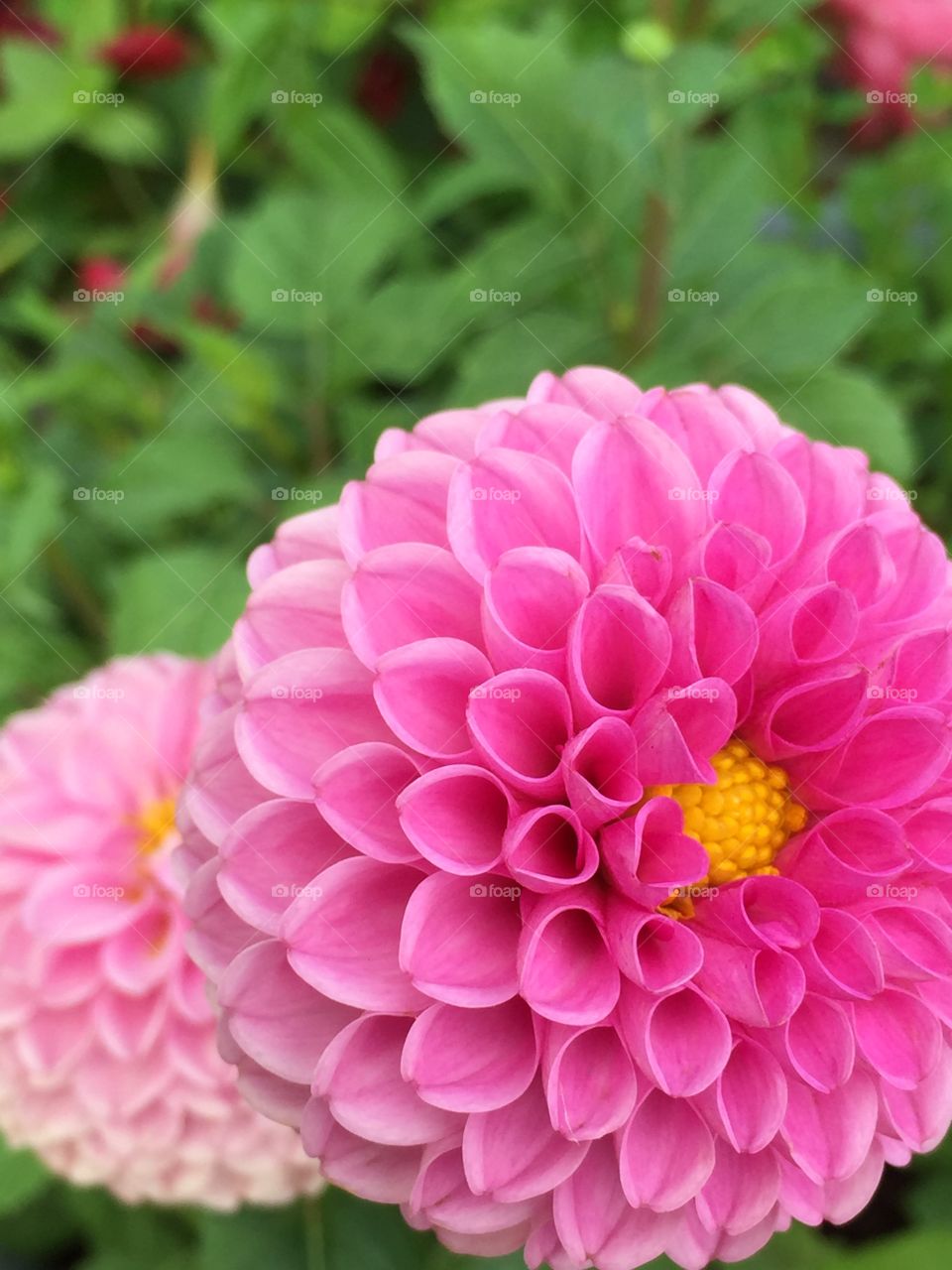 Over a Dahlia plant. Over a Dahlia plant during its bloom