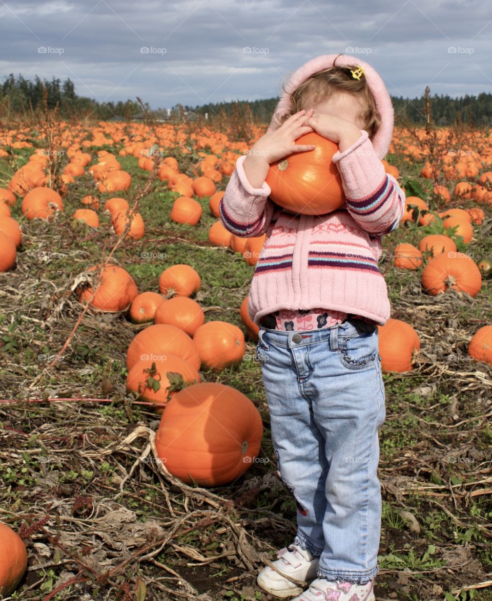 Toddler picks a pumpkin in big pumpkin patch