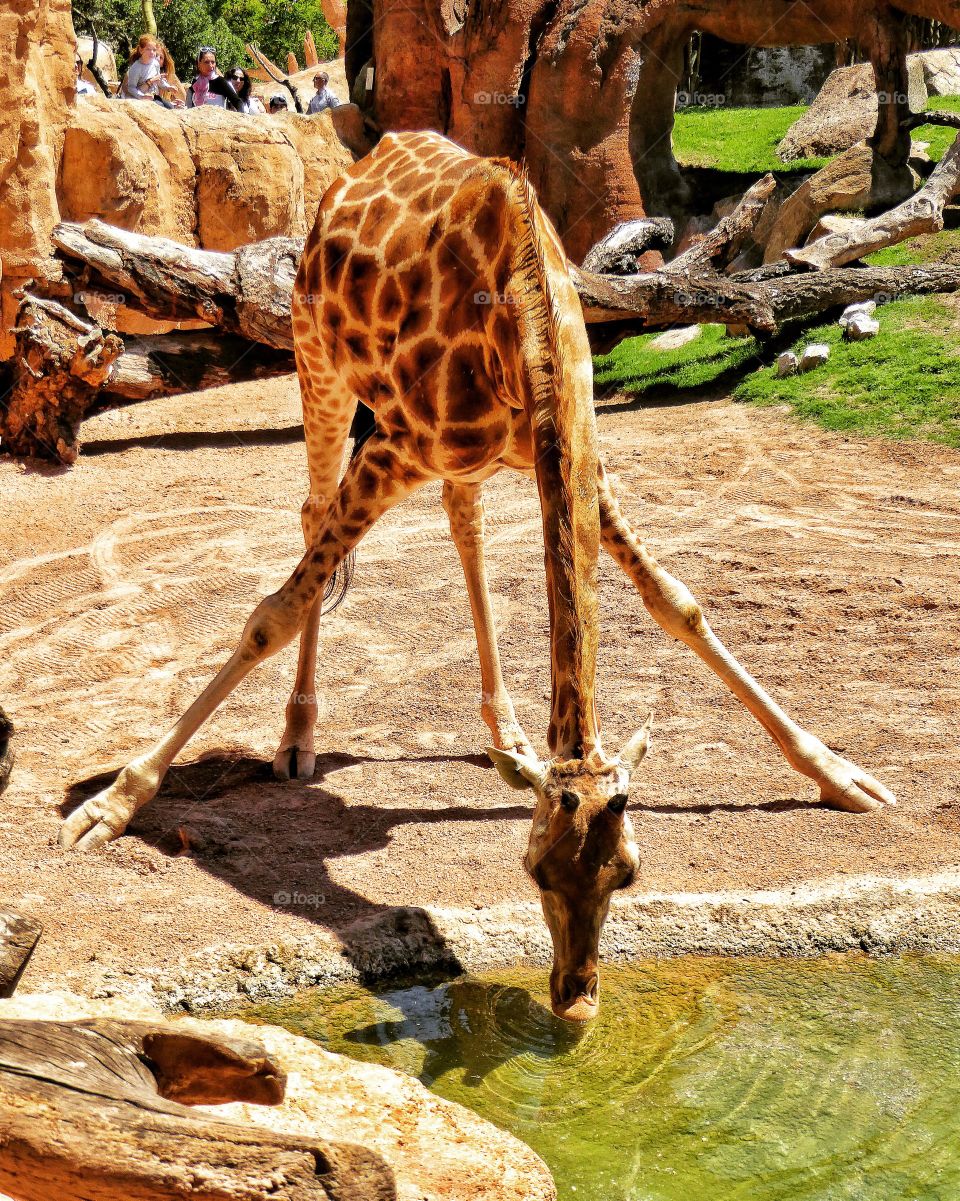 Giraffe in the zoo
