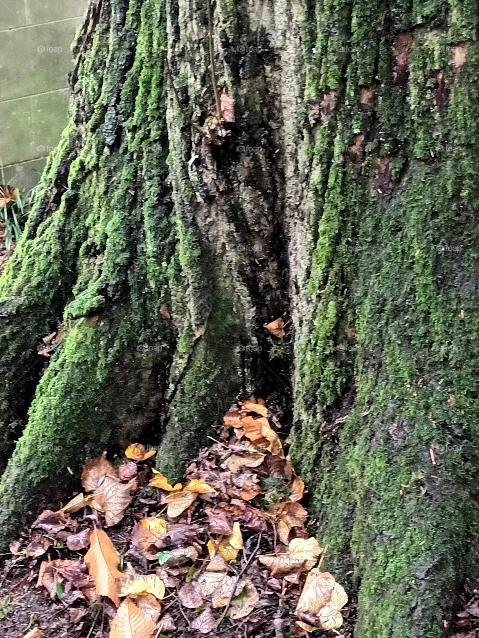 Parc de Mariemont , la Louvière
