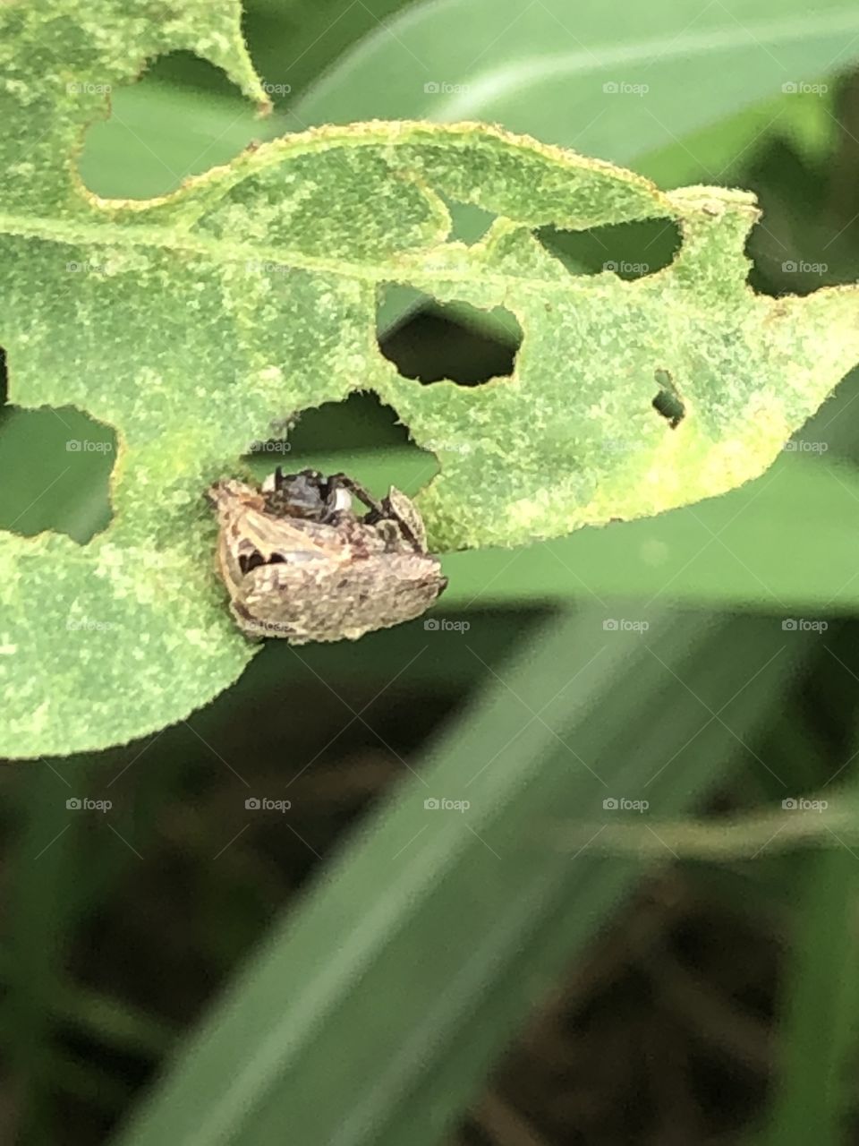 Nature around us, my garden (Countryside )