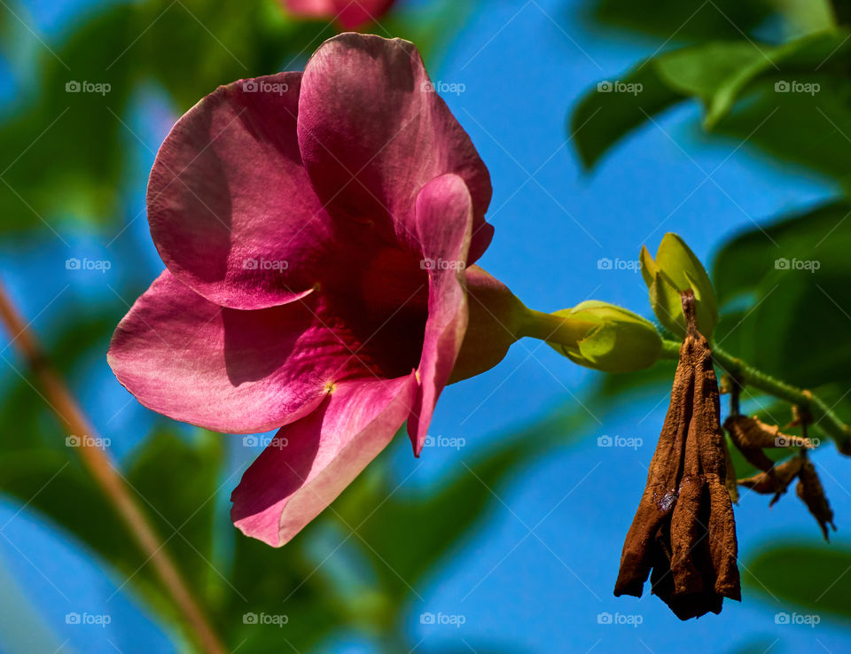 Allamanda - Changing colors