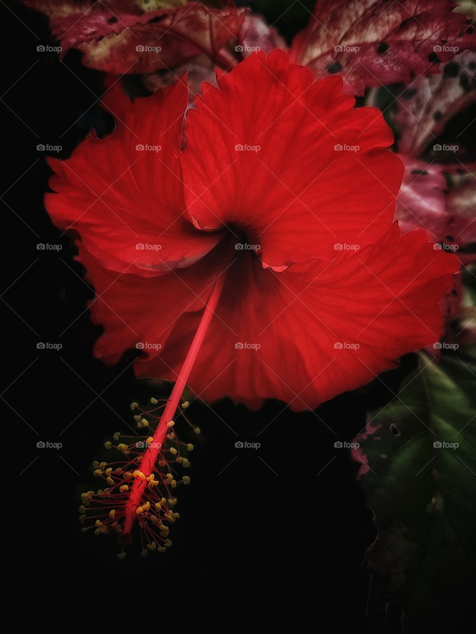 beautiful rrd flower in bloom