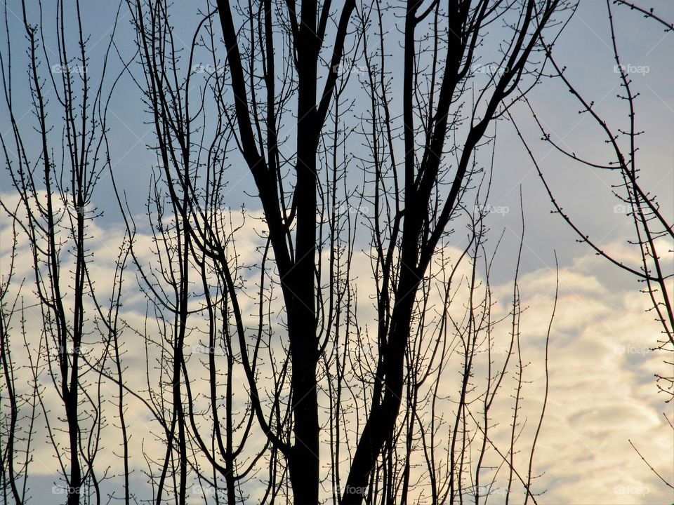 tree with morning clouds