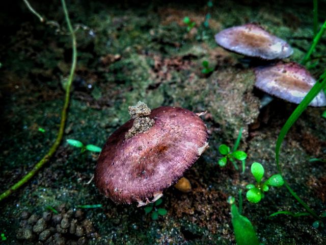 Mushroom