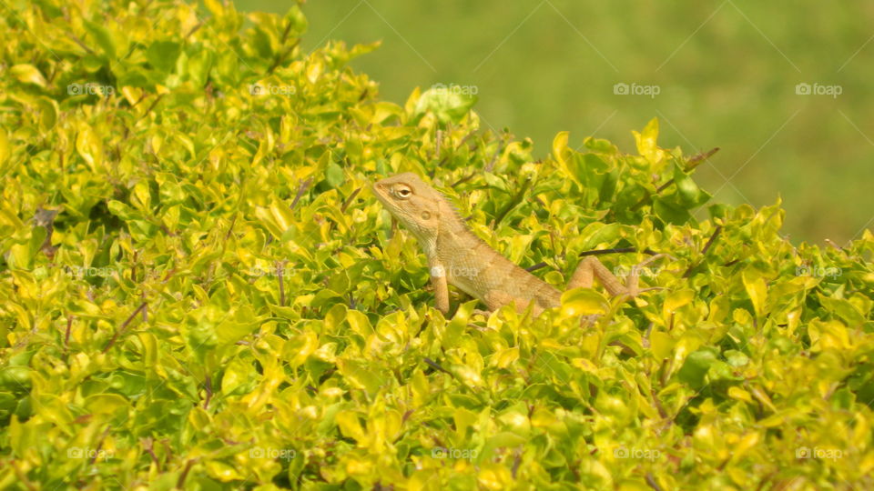 Lizard on plant