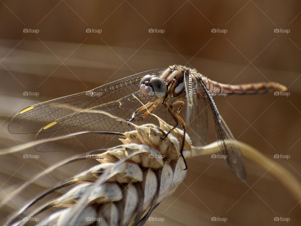 Dragonfly sitting on a dry wheat plant 