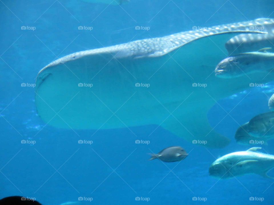 Georgia Aquarium juvenile whale shark