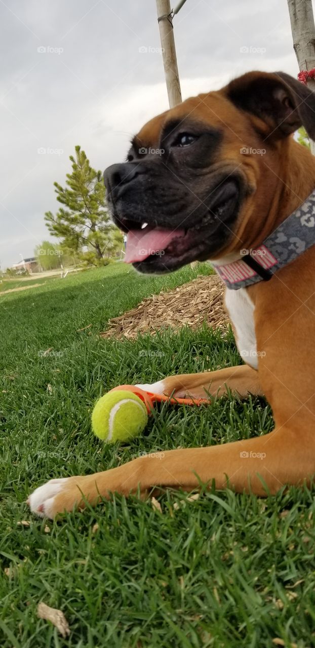 Dog and her ball