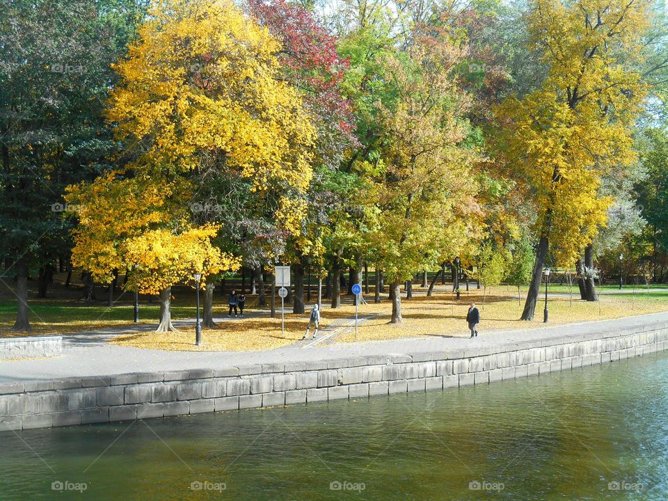 View of autumn trees