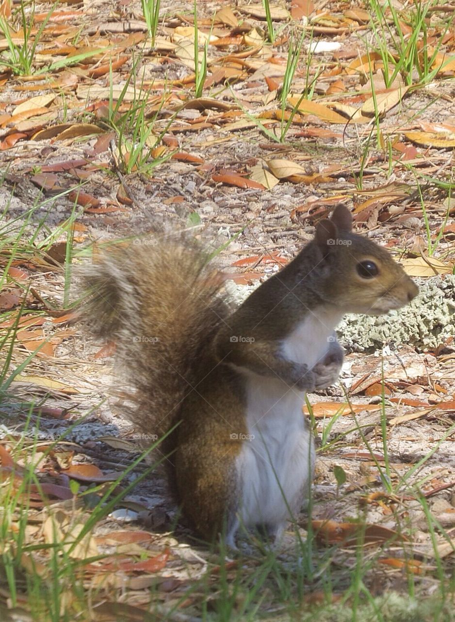 Squirrel