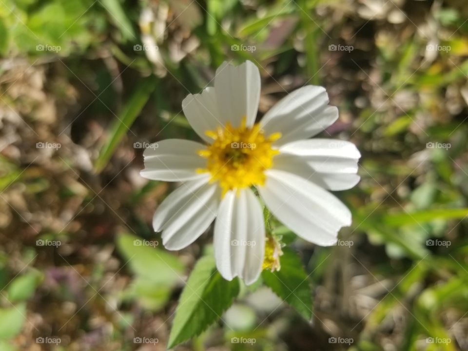 Flor branca... Linda!🙏😍❤