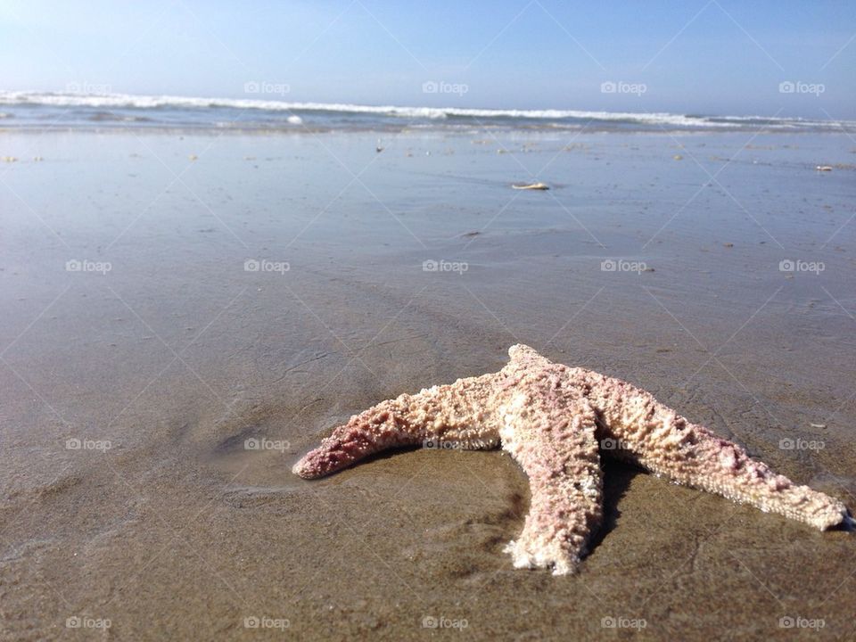 Starfish
