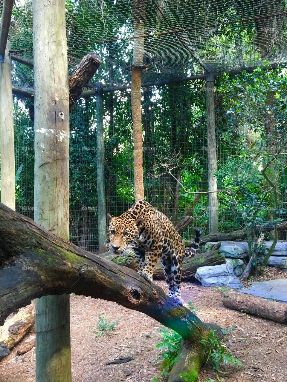 Jaguar in Florida