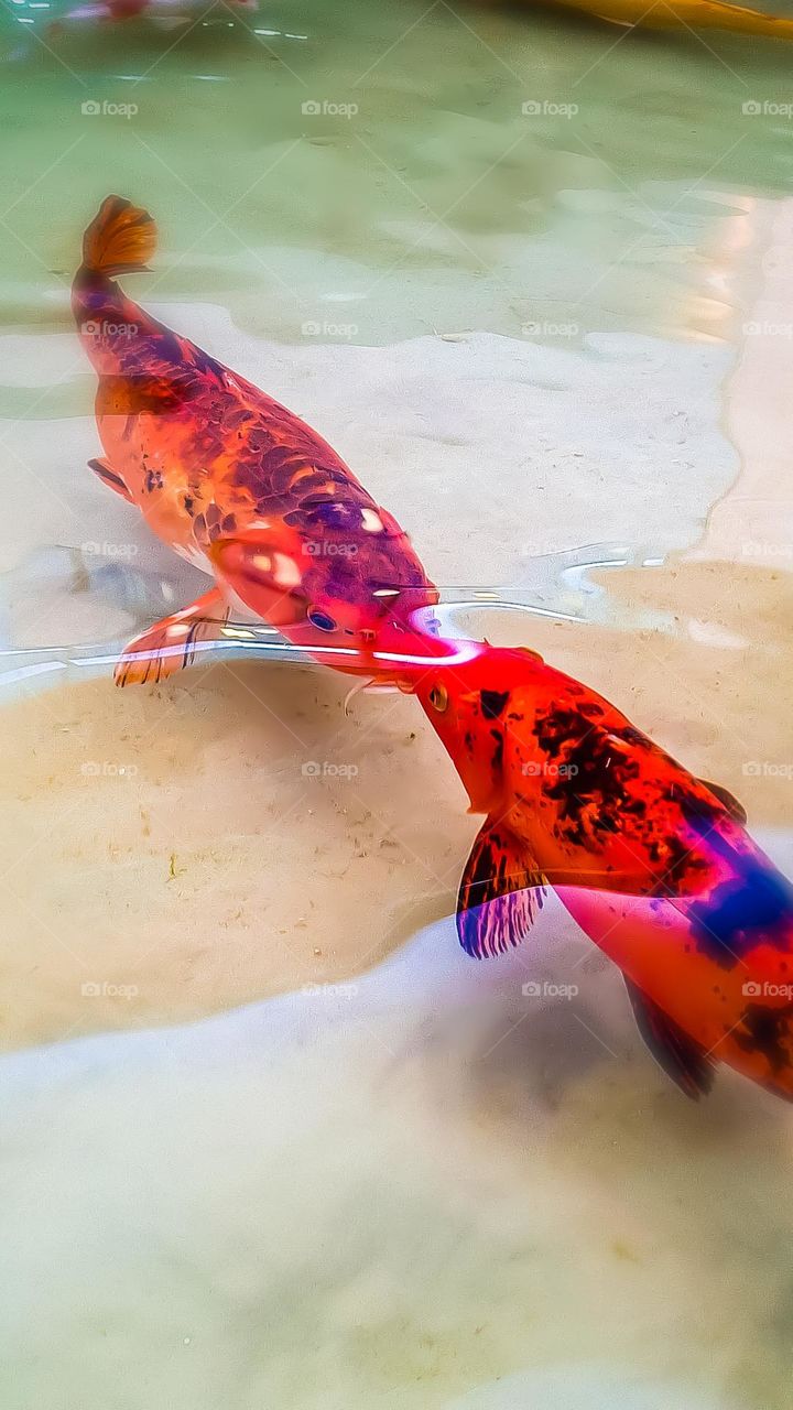 Carp Fish Kissing?  Yes, and the Carp in love now has a name: "Tebeija" and "Mebeija".  This romantic and unusual scene was recorded in a supermarket aquarium.