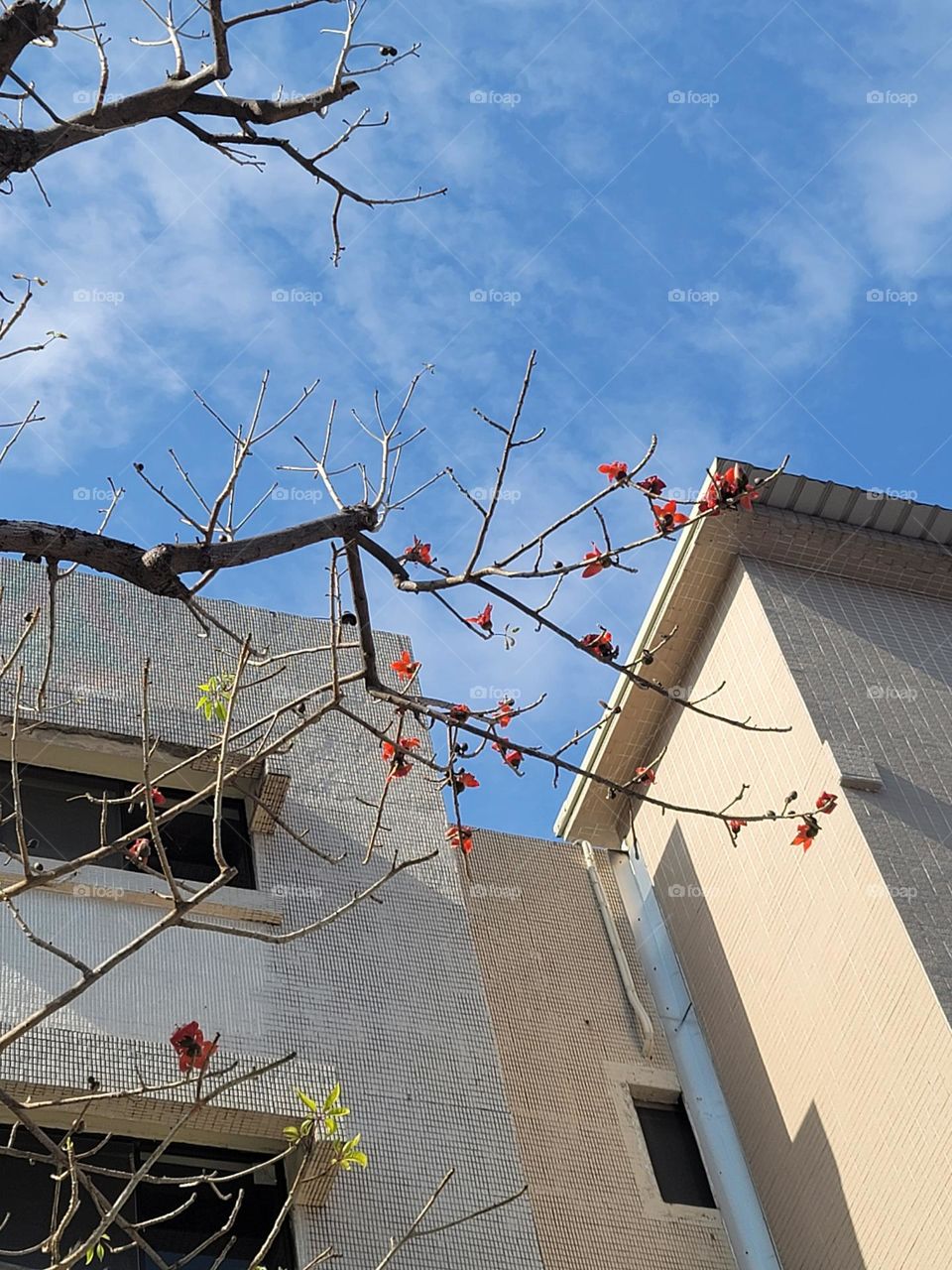 Building and tree.