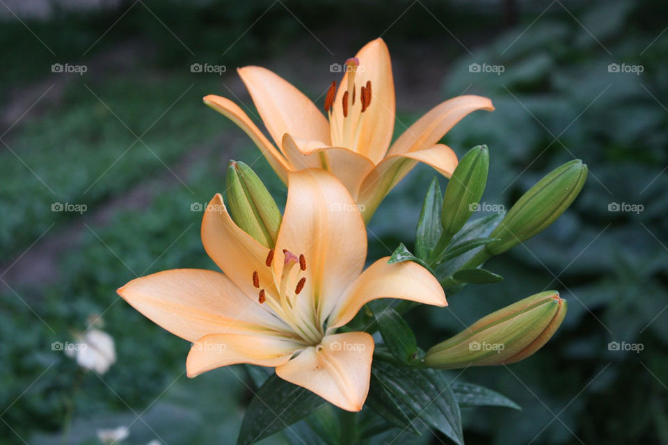 lilium flower garden flowers by Ezatvar