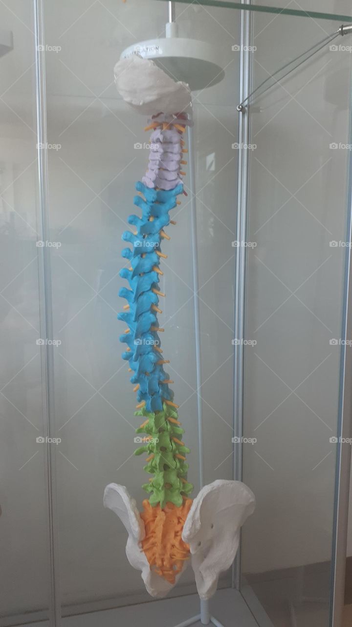 Spinal Cord Model